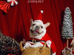 -超宠爱宠物摄影-Super pet