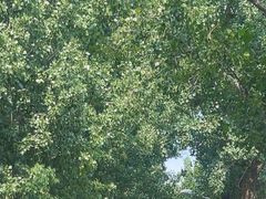 -北京鹫峰国家森林公园