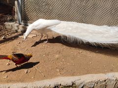 -燕塞湖鸟语林景区