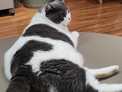 -MOCHA明星猫咖(田子坊店)