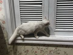 -猫小院猫主题餐厅(三里屯店)
