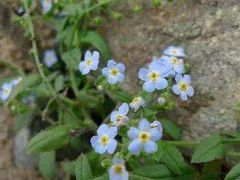 -郭莽湿地