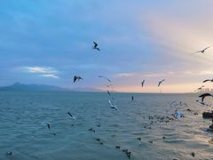 -深圳湾公园(南山区)