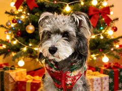 -翊宠yipet猫狗购宠庄园犬舍•猫舍