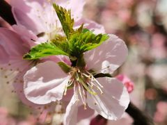 -上海浦东新区民办小白鸽幼儿园