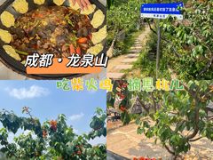 -桃源山庄·水蜜桃采摘·柴火鸡·烧烤团建(龙泉山店)