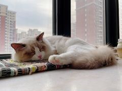 -猫大福·Fortune Cat猫舍(百子湾店)