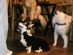 -萌喵咖啡屋(人民东路4号口M16商铺店)