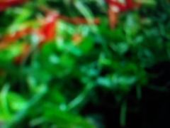 -Chipotle Mexican Grill(near guildford town mall)