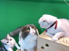 -李小姐の猫咖啡馆(五角场店)
