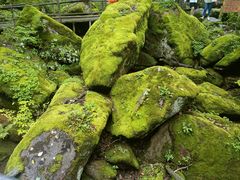 -汤旺河林海奇石景区