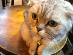 -李小姐の猫咖啡馆(五角场店)
