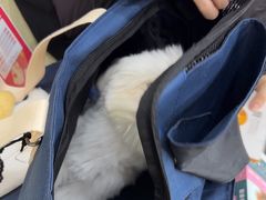 -天宠宠物医院24小时·急重症诊疗中心·全科·腔镜特色(和平分院)