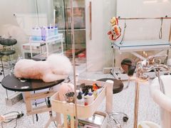-momokira米努特·德文卷毛猫·棉花面纱犬