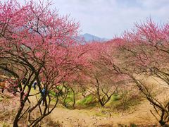 -新建村梅花