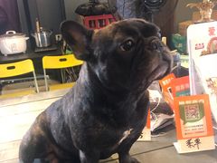 -more than meow吴止猫主题餐厅(承德 中船汇店)