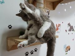 -我爱猫咪·猫咖·狗咖·安哥拉兔·羊驼咖(小寨华旗店)