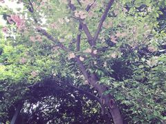 -武汉大学-樱园