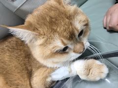 -北京观赏动物医院·24小时大型综合·猫专科·异宠专科