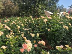 -人民公园(罗湖区)