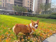 -心仪动物医院·牙专科·肿瘤·心脏科(西客站院)