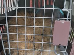 -四月宠物医院·猫专科·心脏专科·内科(转塘店)