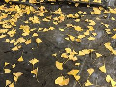 -三里屯东五街银杏大道