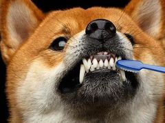 -瑞鹏宠物医院犬猫全科(真大分院)