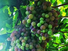 -金谷域澳洲庄园