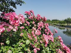 -上海辰山植物园