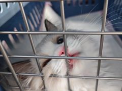 -小猫来了·猫舍(红山六九七九店)