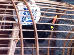 2095_400846090_IMG_1200-顺鑫绿色度假村