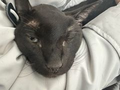 -北京赛佳动物医院