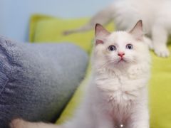 -Bastet sally猫舍购宠(静安店)