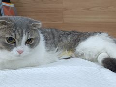 -爱侣宠医·鹦鹉专科·小型哺乳类·异宠专科(灵石路店)