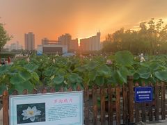 -莲花池公园