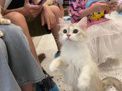 -猫域·湾主题猫咖·宠物吧(南坪城市广场店)