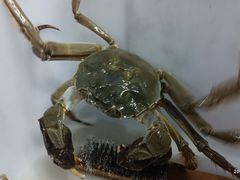 -黄记大闸蟹专卖店·活蟹·醉蟹