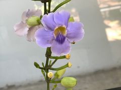 -莓园冰淇淋店