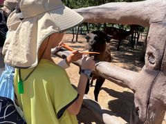 -西霞口神雕山野生动物世界