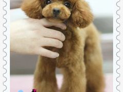 12-严国平动物医院(德政总院)