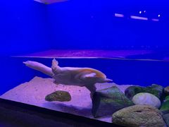 -上海海洋水族馆