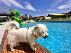 -爪吧宠物乐园 (温榆河示范区店)