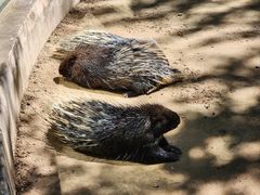-青藏高原野生动物园