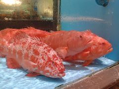 -阿伟海鲜楼·福建菜(延寿店)