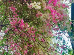 -深圳国际园林花卉博览园