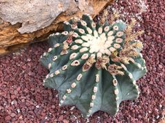 -南通洲际绿博园