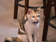 -Again Coffee Roaster(香蜜湖店)