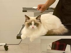 -comecome来吧宠物(奥克斯中心店)