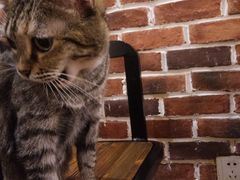 -猫友咖啡店(玉林西路店)